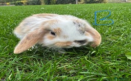 Mini Lop rabbits for sale: Mini Lop Rabbits For Sale  - Image 28
