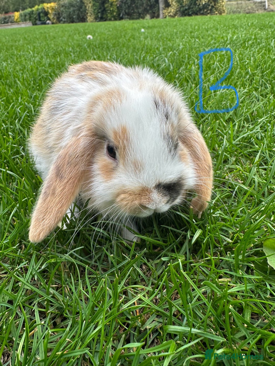Mini Lop rabbits for sale: Mini Lop Rabbits For Sale  - Image 28