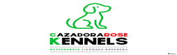 Bedlington Terrier dogs for stud: Liver Bedlington, KC reg, CT clear Stud dog - Advert 7
