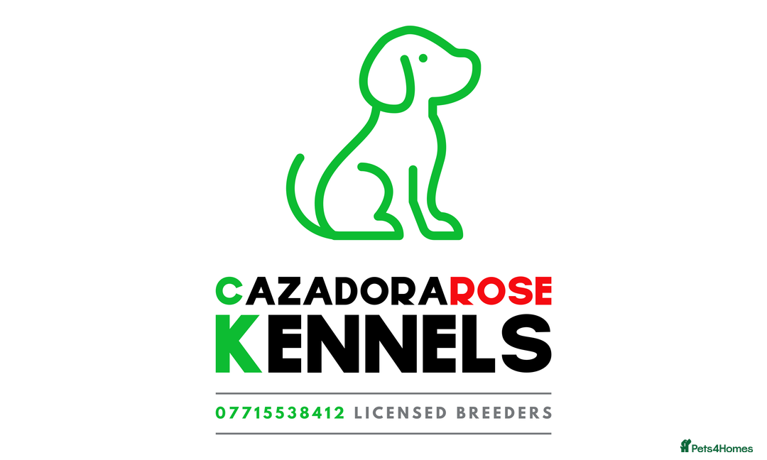 Bedlington Terrier dogs for stud: Liver Bedlington, KC reg, CT clear Stud dog - Advert 7