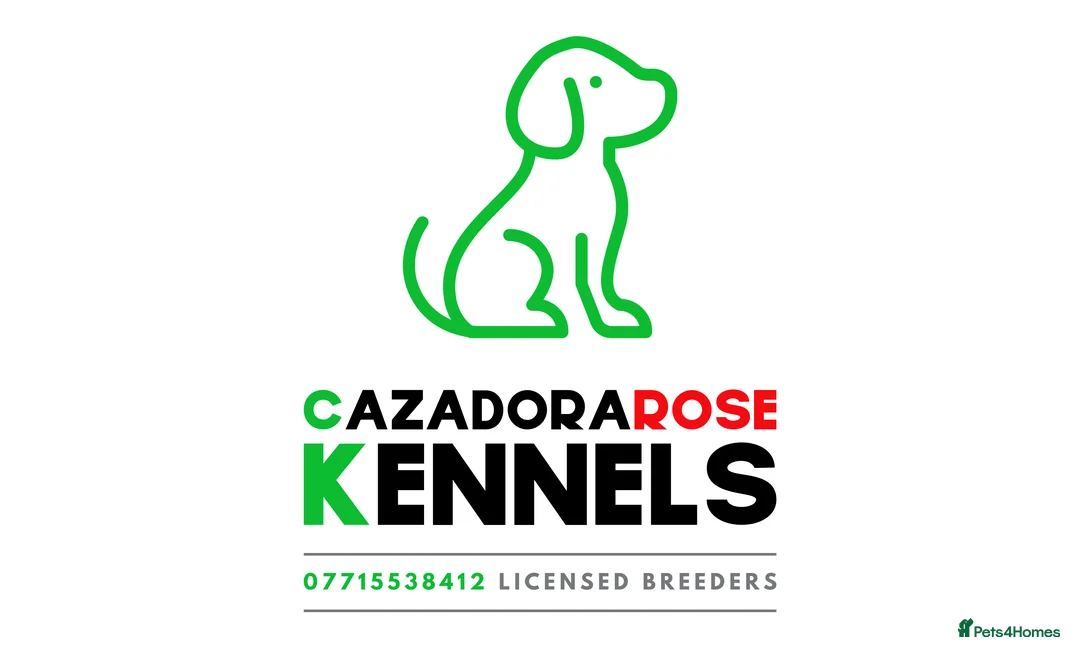 Bedlington Terrier dogs for stud: Liver Bedlington, KC reg, CT clear Stud dog - Advert 7