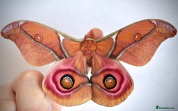 Mixed Breed invertebrates for sale: Madagascan Bullseye Moth Pupae x 5 - Image 1