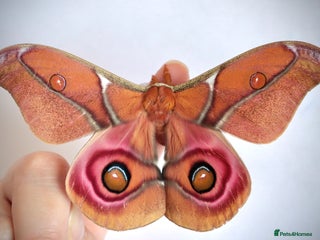 Mixed Breed invertebrates - Advert 1