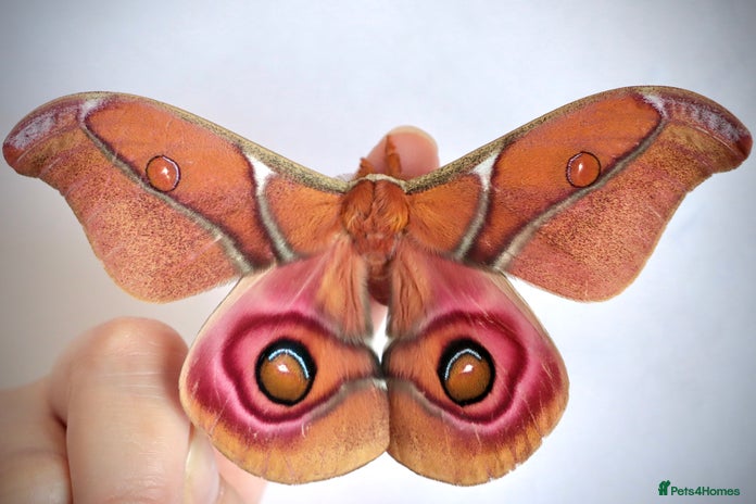 Mixed Breed invertebrates Madagascan Bullseye Moth Pupae x 5 - Advert 2