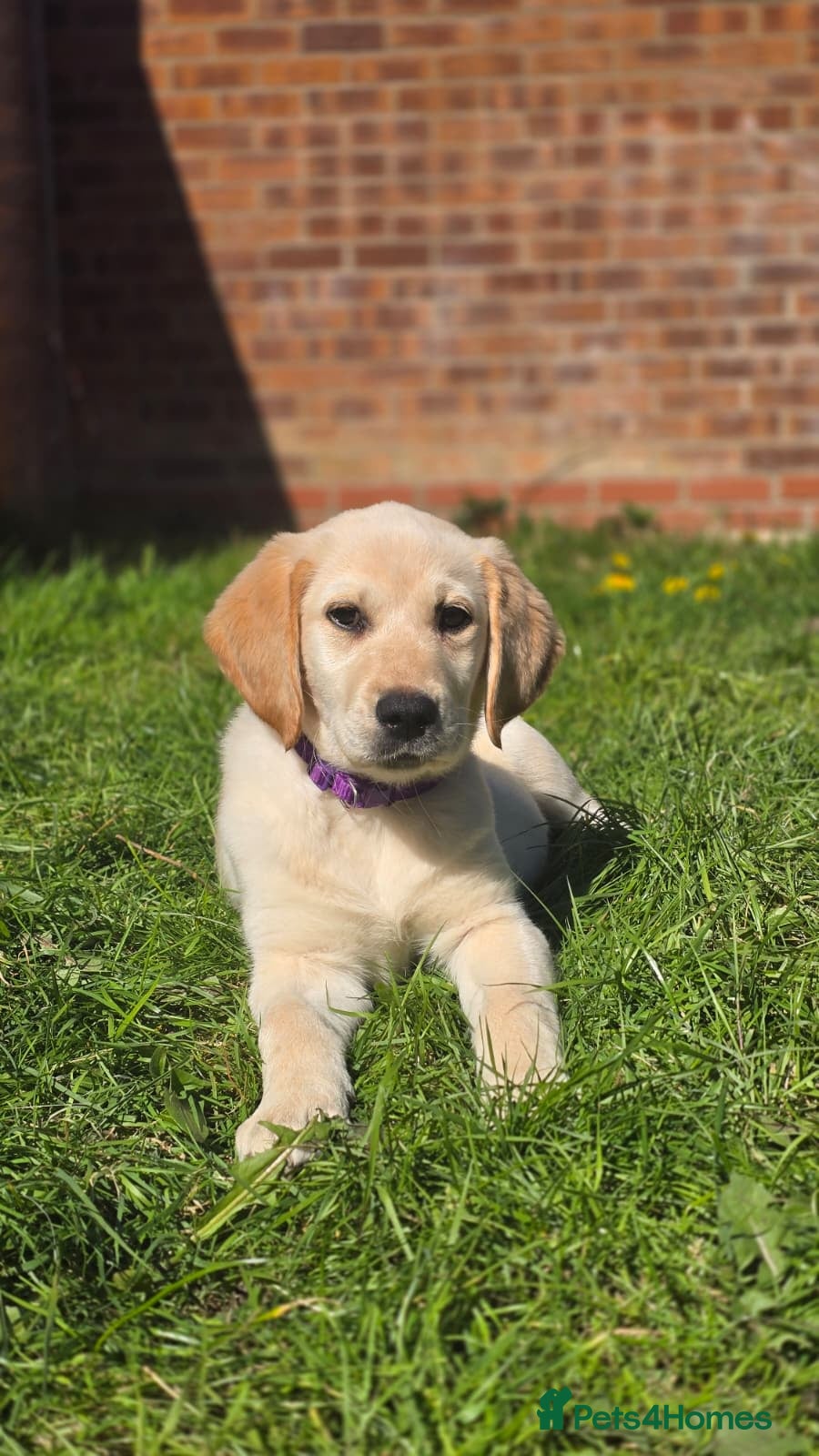 Labrador Retriever dogs Labrador retreiver - Advert 3