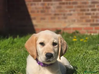 Labrador Retriever dogs Labrador retreiver - Advert 3