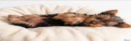Yorkshire Terrier dogs for sale: Yorkshire Terrier Female Puppy - Advert 8