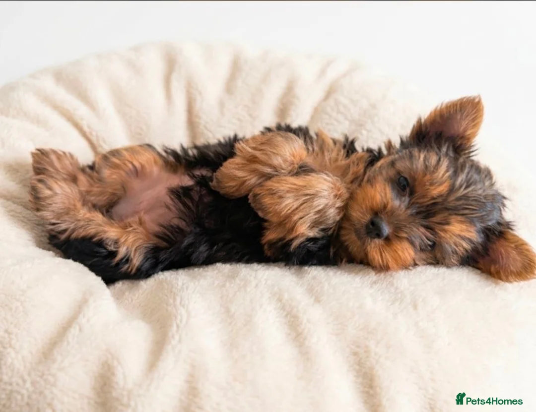 Yorkshire Terrier dogs for sale: Yorkshire Terrier Female Puppy - Advert 8