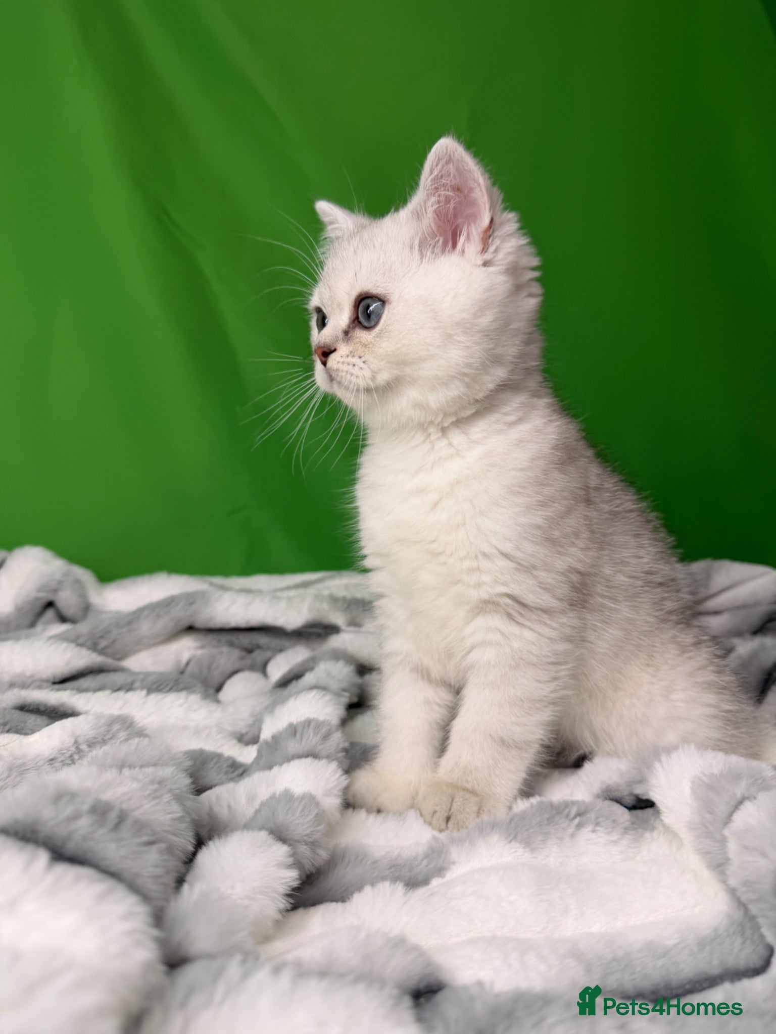 Scottish Fold cats for sale: Scottish straight male - Advert 12