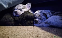 French Bulldog dogs for sale: 3 female french bulldogs - Advert 5