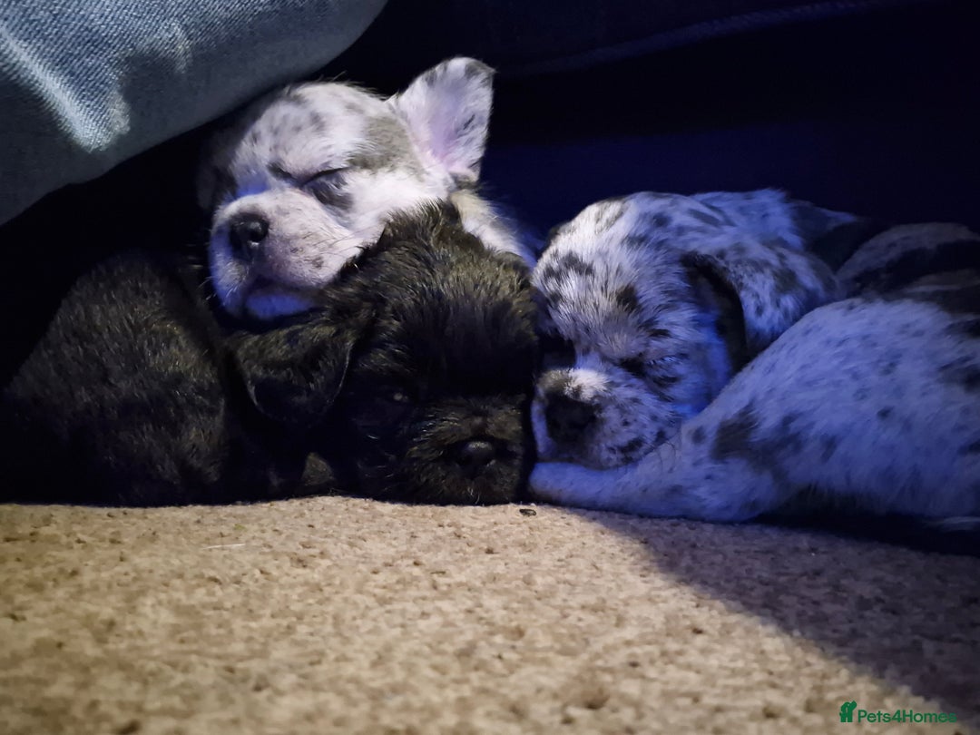 French Bulldog dogs for sale: 3 female french bulldogs - Advert 5