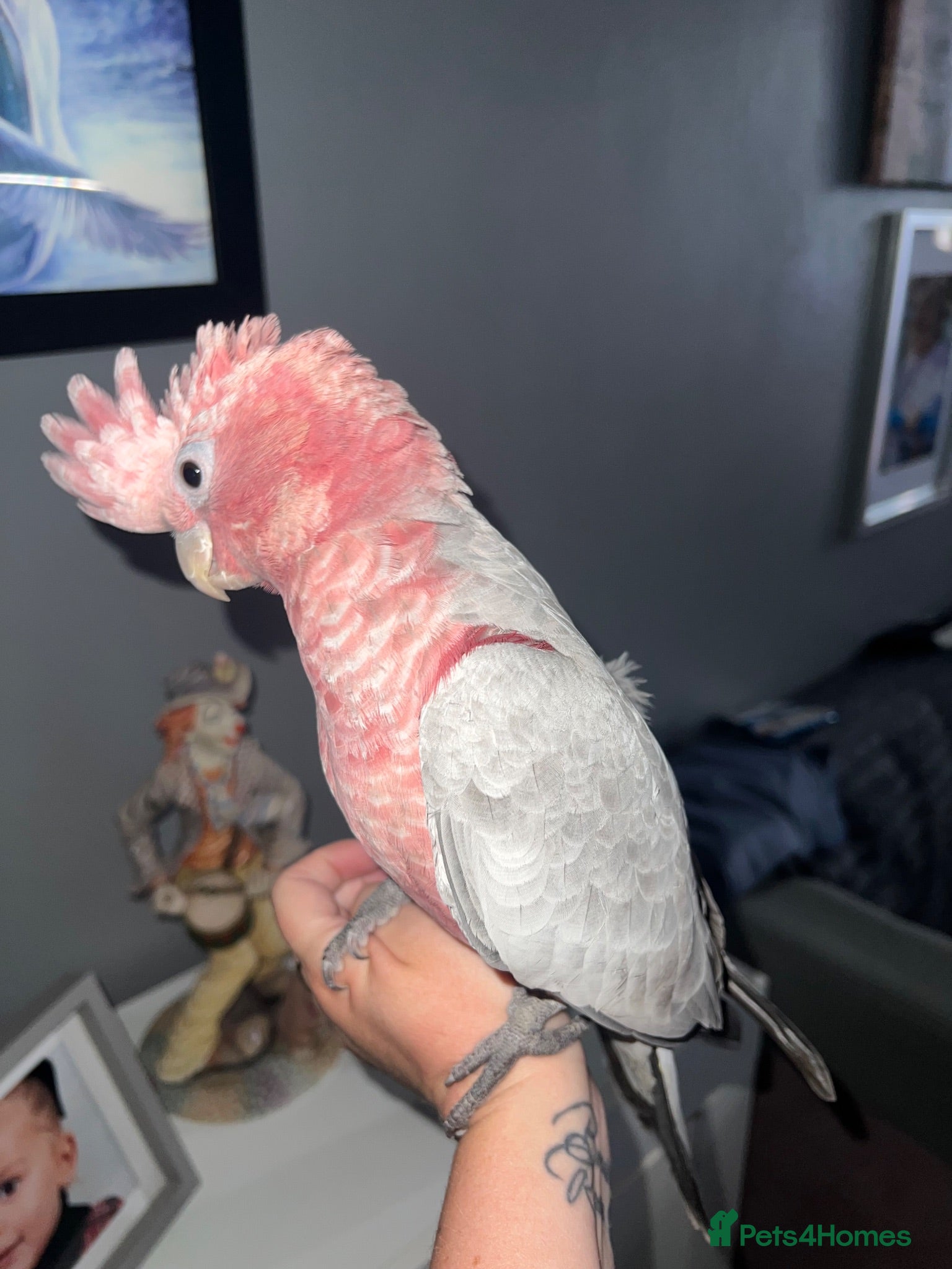 Cockatoo birds Galah cockatoo - Advert 1
