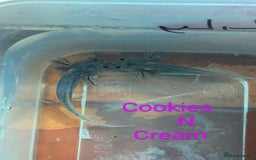 Axolotl reptiles for sale: *reduced*Rare Baby Lavender and wild type axolotl  - Image 28