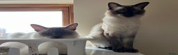 Ragdoll cats for sale:  Rehoming Ragdoll Cats. Indoor Homes Onlyz  - Advert 17