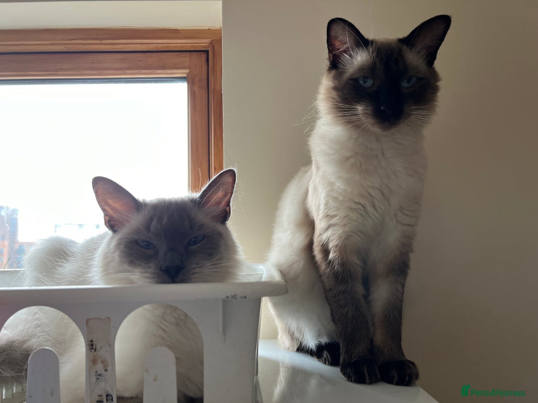 Ragdoll cats for sale:  Rehoming Ragdoll Cats. Indoor Homes Onlyz  - Image 17