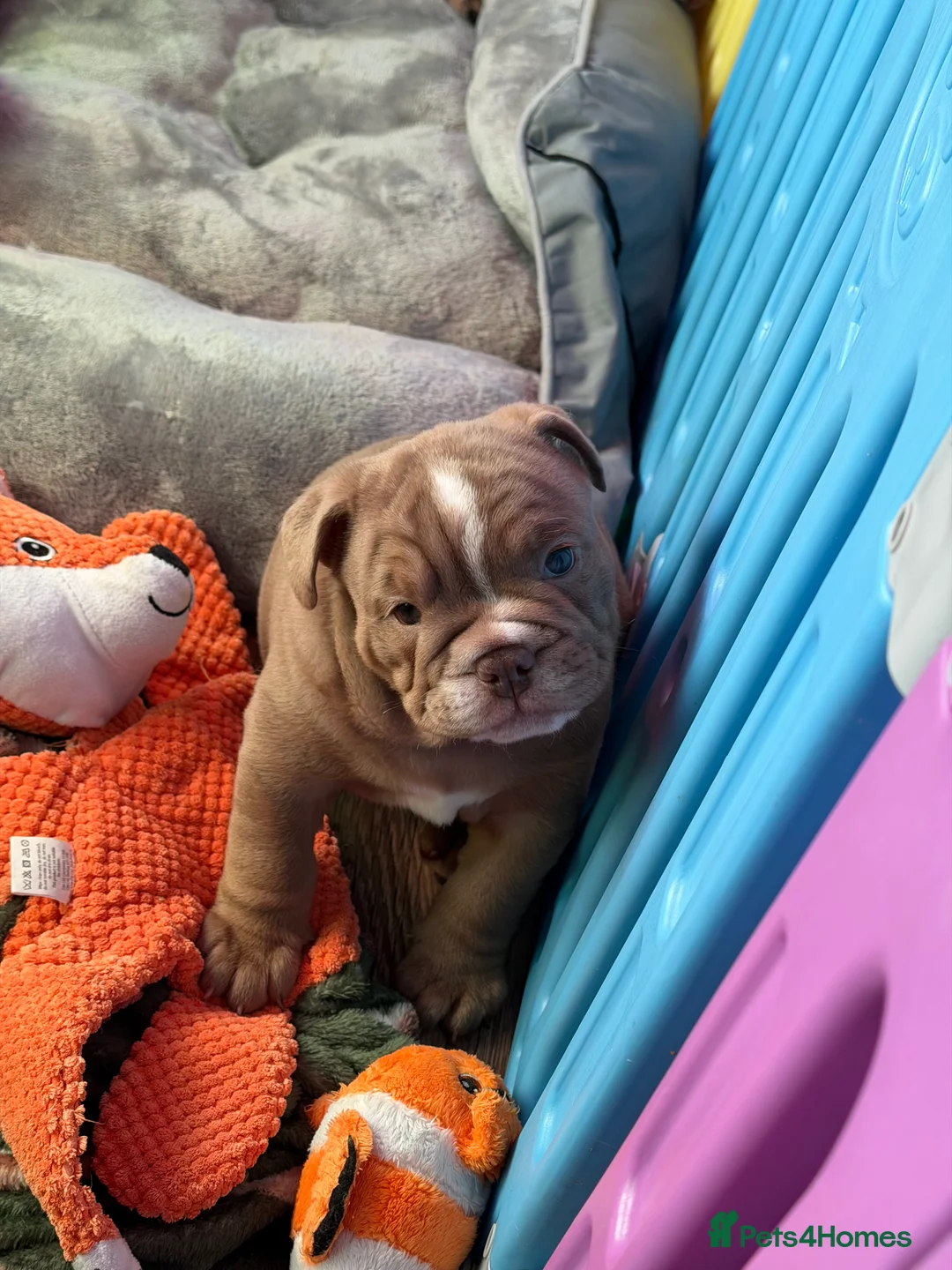 English Bulldog dogs for sale: KC registered English bulldog puppies  - Advert 4