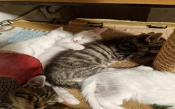 Siamese cats for sale: Siamese /balinese cross kittens - Image 20
