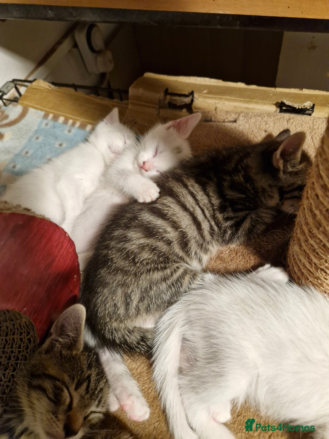 Siamese cats for sale: Siamese /balinese cross kittens - Image 20