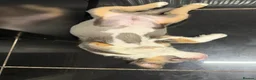 Olde English Bulldogge dogs for sale: Blue tri olde English bulldog fluffy - Advert 5