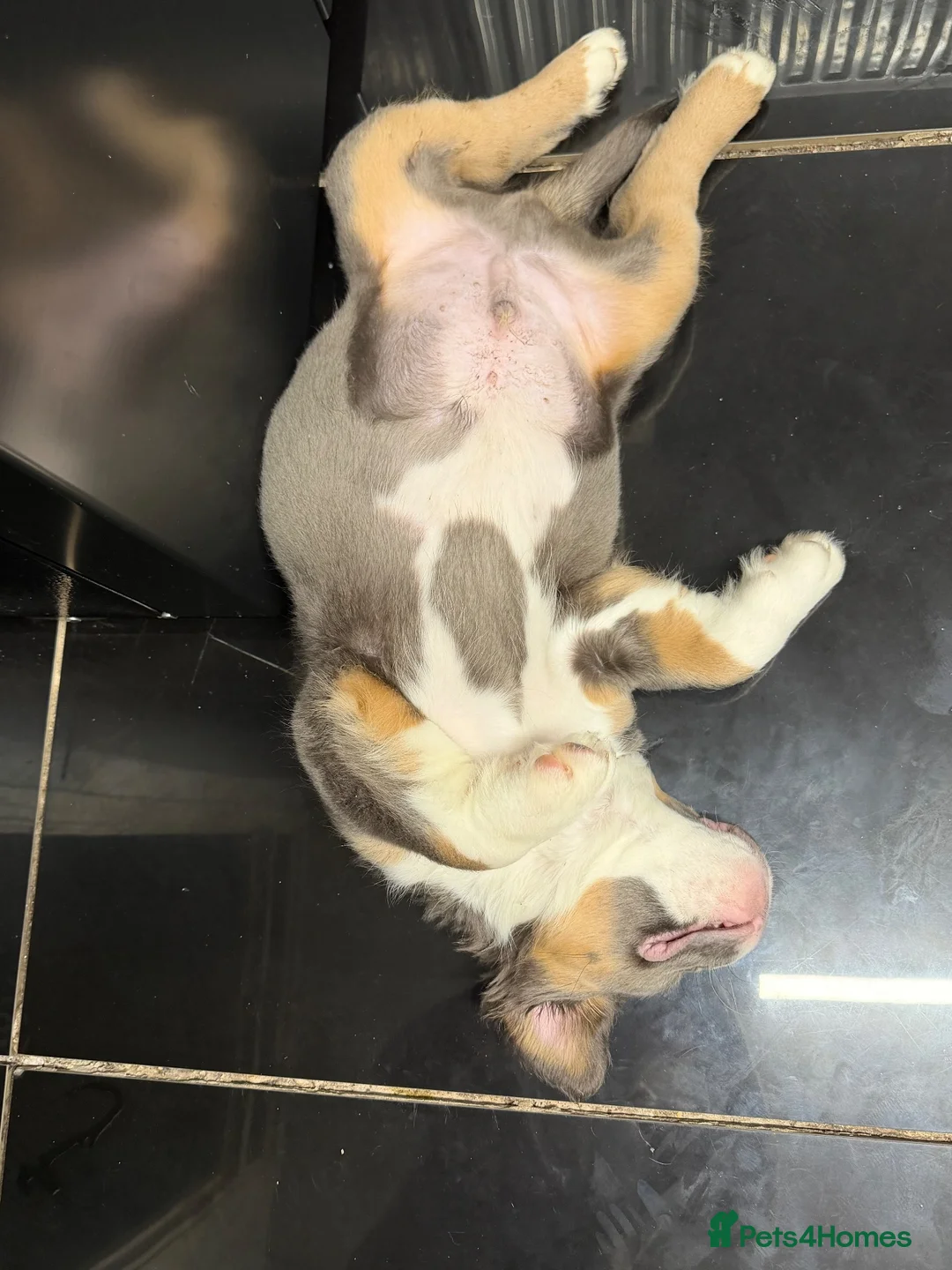 Olde English Bulldogge dogs for sale: Blue tri olde English bulldog fluffy - Advert 5