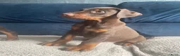 Dobermann dogs for sale: KC Dobermann pups  - Advert 6