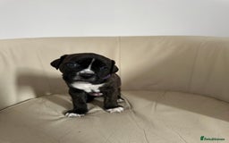 Mixed Breed dogs for sale: Cane Corso/boxer X Dogue de Bordeaux  - Image 3