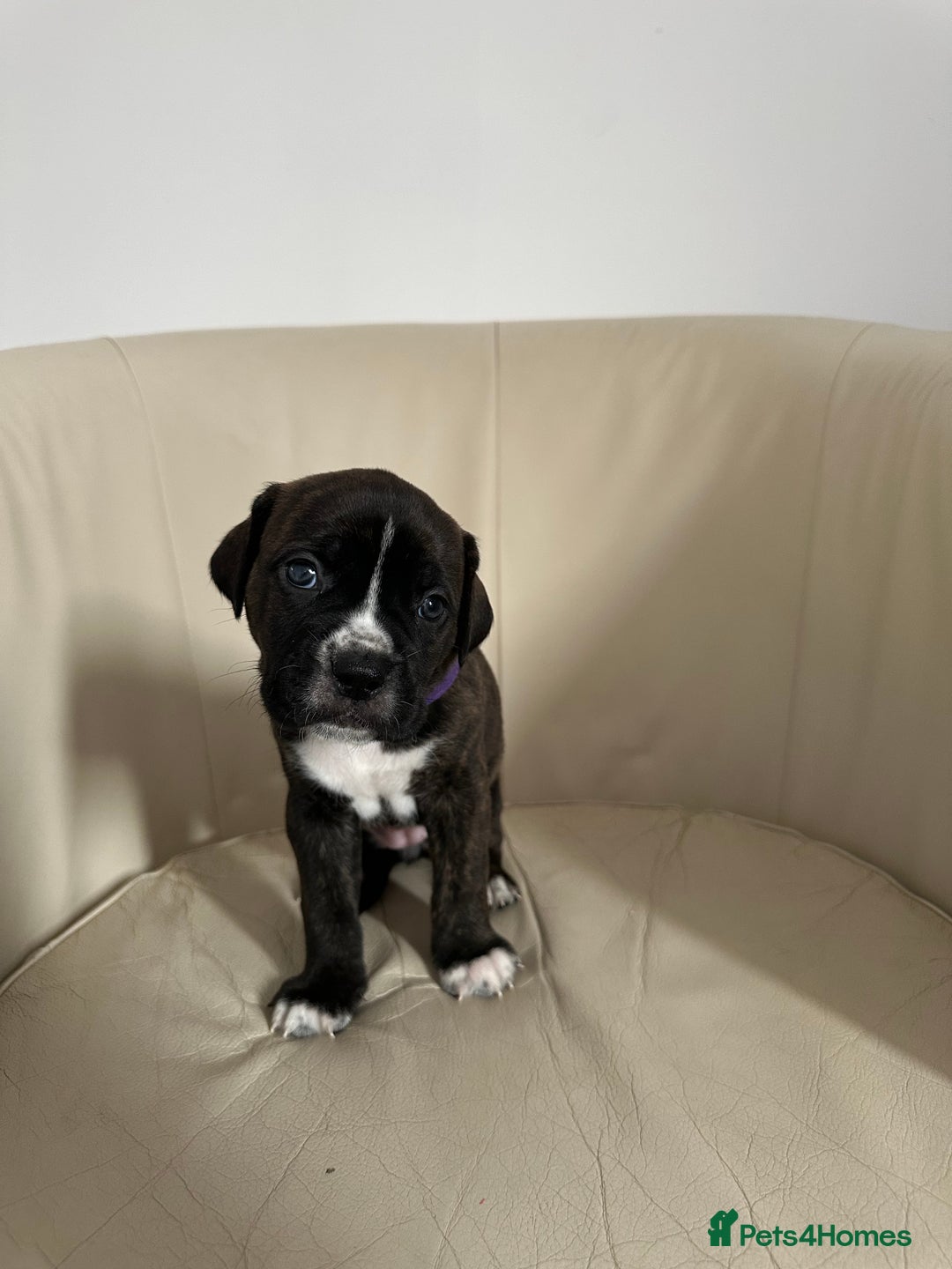 Mixed Breed dogs for sale: Cane Corso/boxer X Dogue de Bordeaux  - Image 3