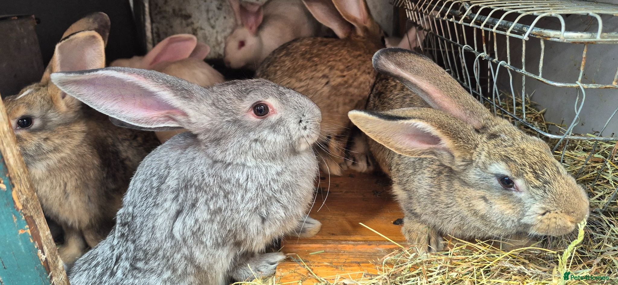 New Zealand rabbits Beautiful New Zealand bunny's  - Advert 2