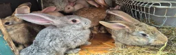 New Zealand rabbits for sale: Beautiful New Zealand bunny's  in Rotherham - Advert 2