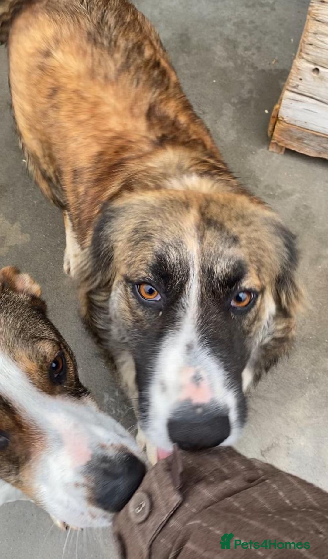 Mixed Breed dogs for adoption: Kiki, 6 yrs approx. Available for adoption. - Advert 2