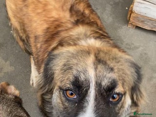 Mixed Breed dogs Kiki, 6 yrs approx. Available for adoption. - Advert 15