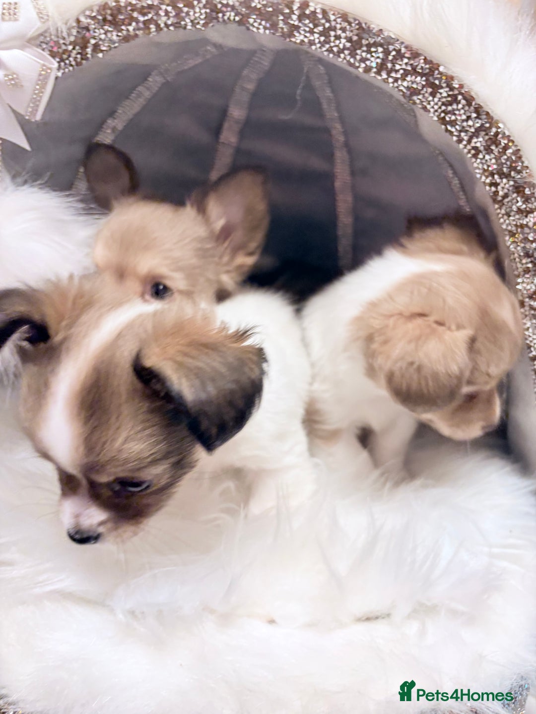 Mixed Breed dogs for sale: Stunning miniature toy chiweenie pups male female - Advert 8