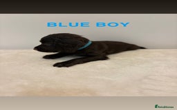 Cocker Spaniel dogs for sale: Gorgeous Full Cocker Spaniel Pups  - Image 5
