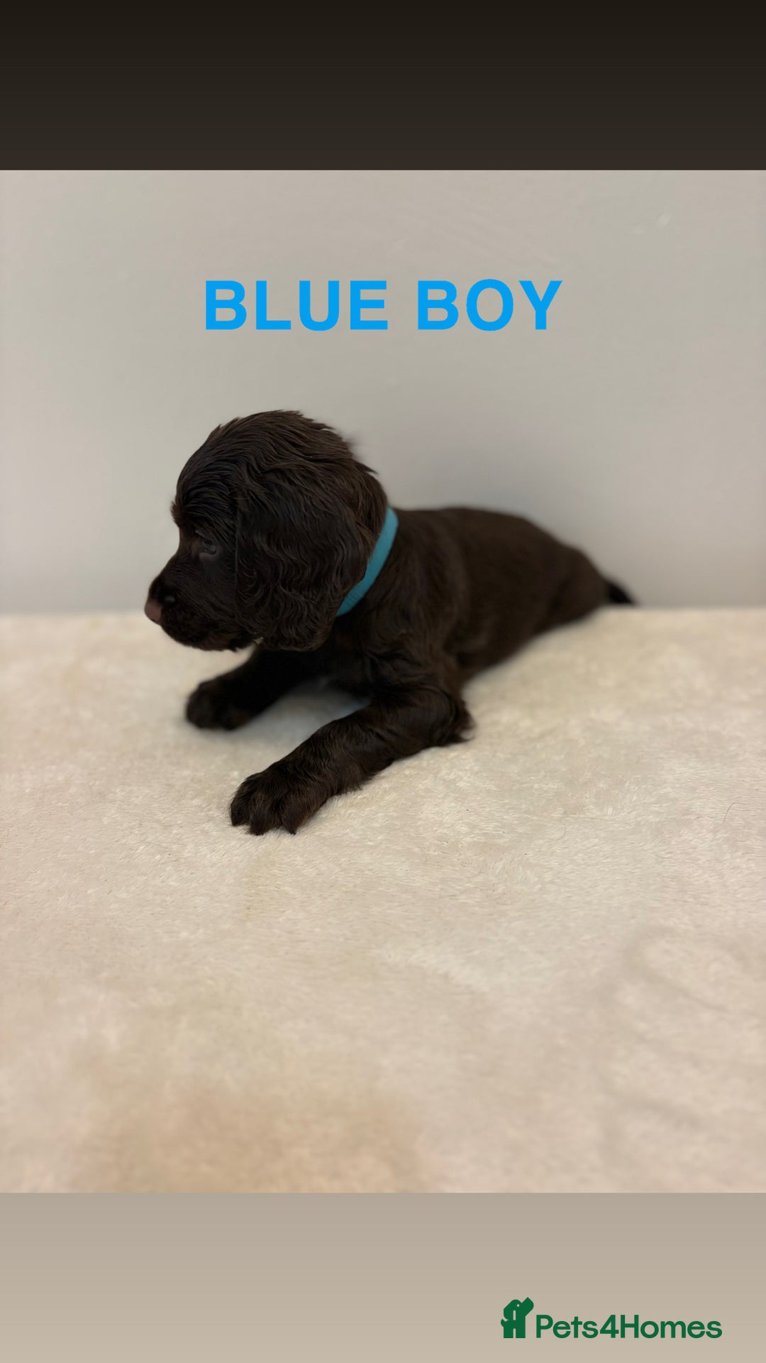 Cocker Spaniel dogs for sale: Gorgeous Full Cocker Spaniel Pups  - Image 5