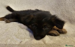 German Shepherd dogs for sale: German sheperd puppies - Image 6