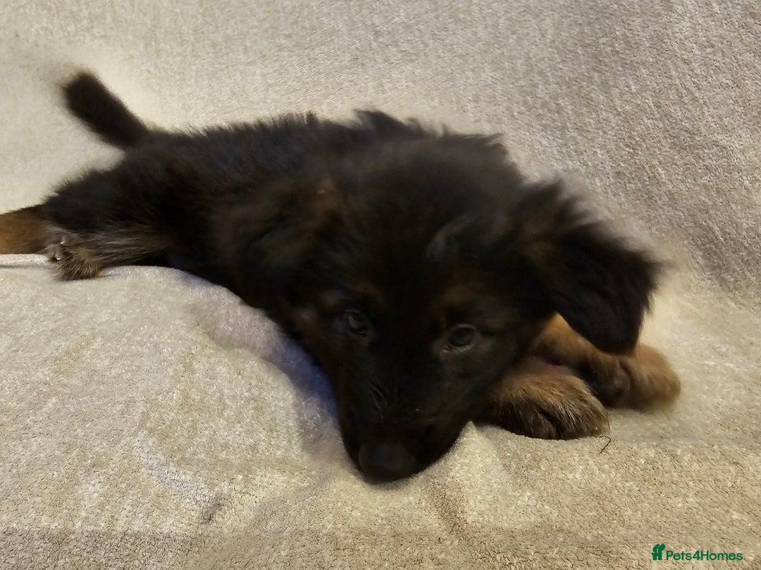 German Shepherd dogs for sale: German sheperd puppies - Image 6