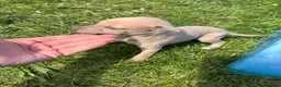 Whippet dogs for sale: Kc Reg whippet  * 1 BOY LEFT* ready 22/05/26 - Advert 2