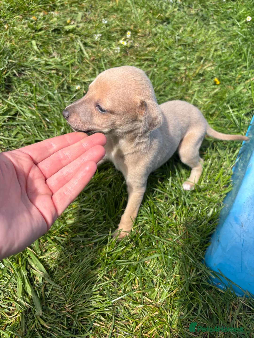 Whippet dogs for sale: Kc Reg whippet  * 1 BOY LEFT* ready 22/05/26 - Advert 2