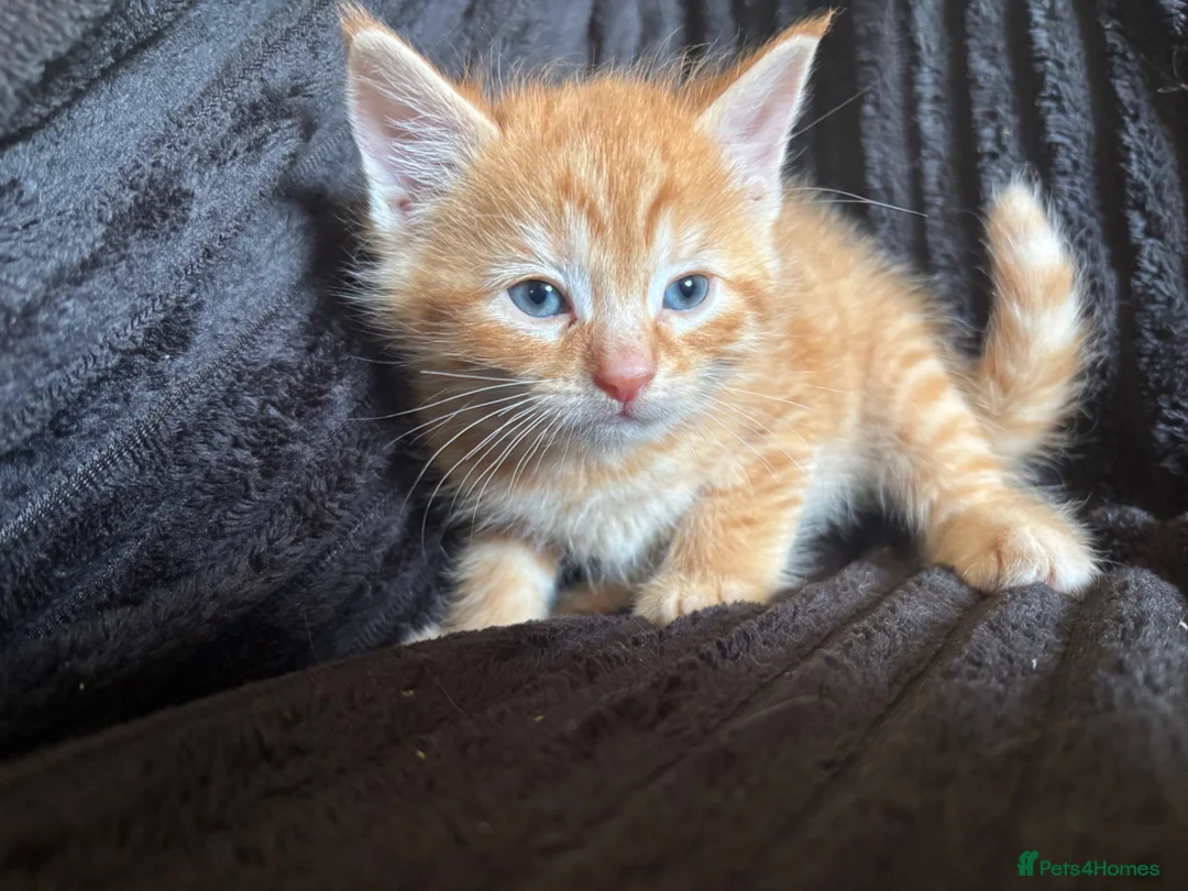Mixed Breed cats for sale: Beautiful Tortoiseshell & ginger kittens  - Advert 1