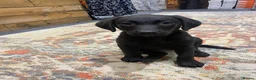 Labrador Retriever dogs for sale: Lovely natured trained Black Lab Girl - Advert 4