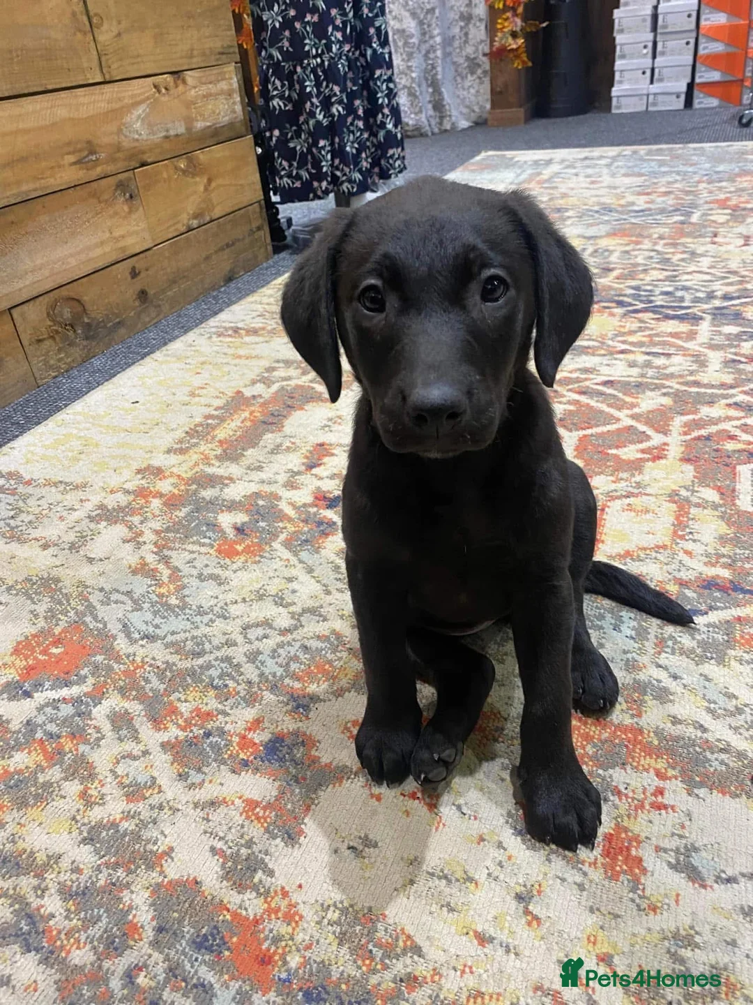 Labrador Retriever dogs for sale: Lovely natured trained Black Lab Girl - Advert 4