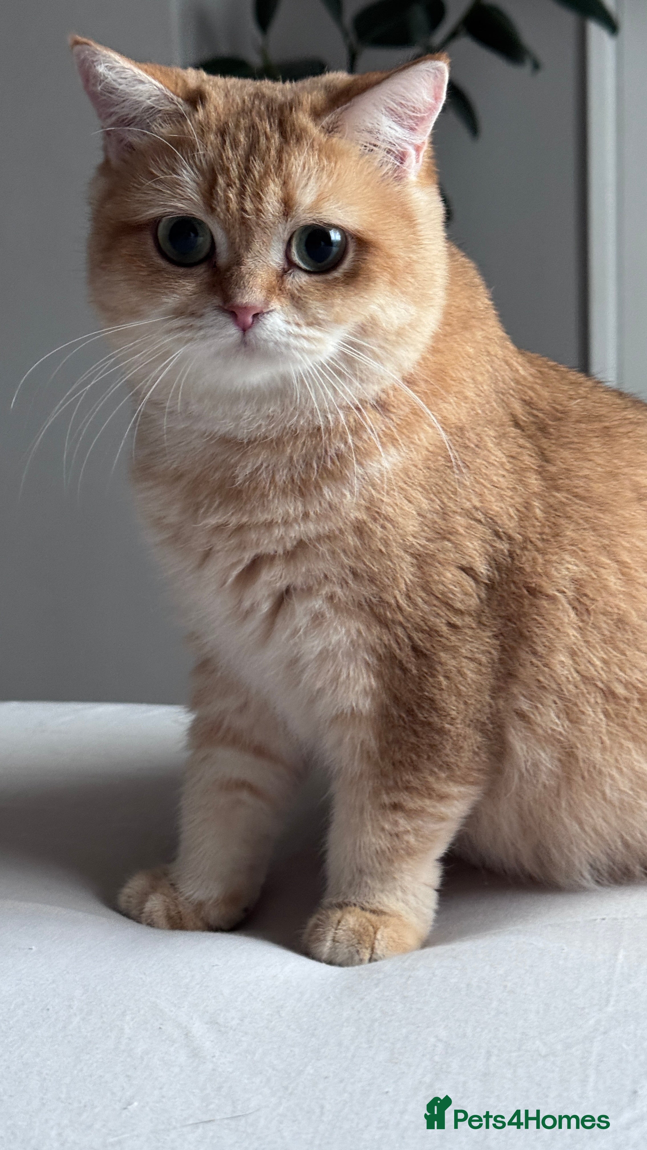 British Shorthair cats BSH BOY GCCF GOLDEN BLACK TIPPED  - Advert 3