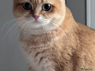 British Shorthair cats BSH BOY GCCF GOLDEN BLACK TIPPED - Advert 3