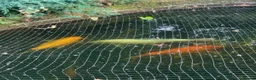 Koi Carp fish for sale: Koi Carp – Full Pond Clearance in Nottingham - Advert 4