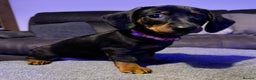 Dachshund dogs for sale: Gorgeous Standard wire haired & smooth Dachshunds - Advert 16