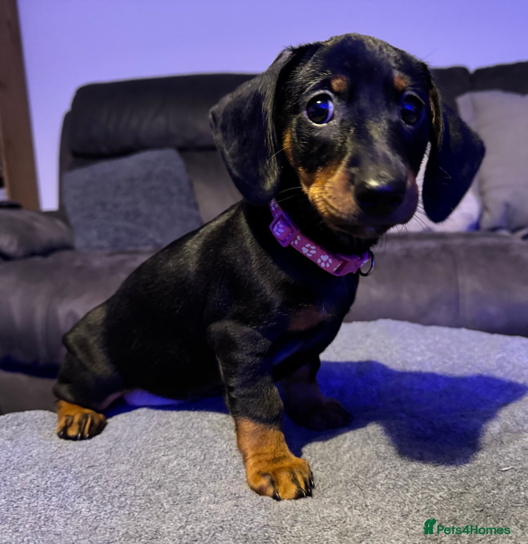 Dachshund dogs for sale: Gorgeous Standard wire haired & smooth Dachshunds - Advert 16