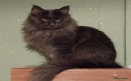 Maine Coon cats for sale: Pure Maine Coon Kittens Looking For A New Home  - Image 22