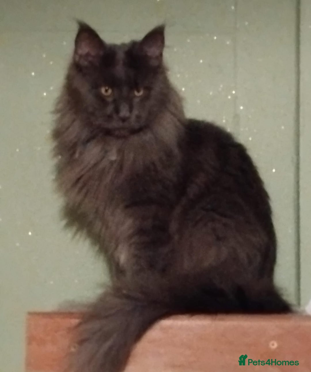 Maine Coon cats for sale: Pure Maine Coon Kittens Looking For A New Home  - Image 22