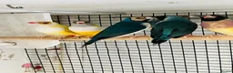 Finches birds for sale: Blue Female Gouldian Finch for sale  - Advert 3