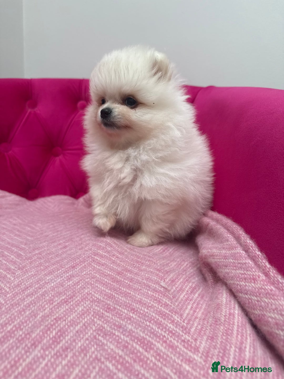 Pomeranian dogs for sale: READY 2nd August KC White Teddy Bear Poms - Image 31